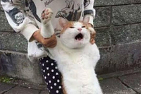 고양이6