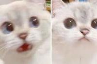 고양이
