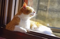 고양이10