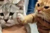 고양이4
