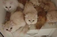 고양이8