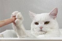 고양이3