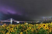 광안리 해바라기