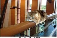 고양이7