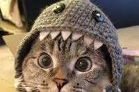 고양이9