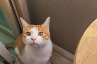 치츠냥이 