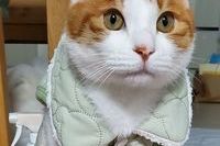 겨울 준비하는 고양이 ~ 